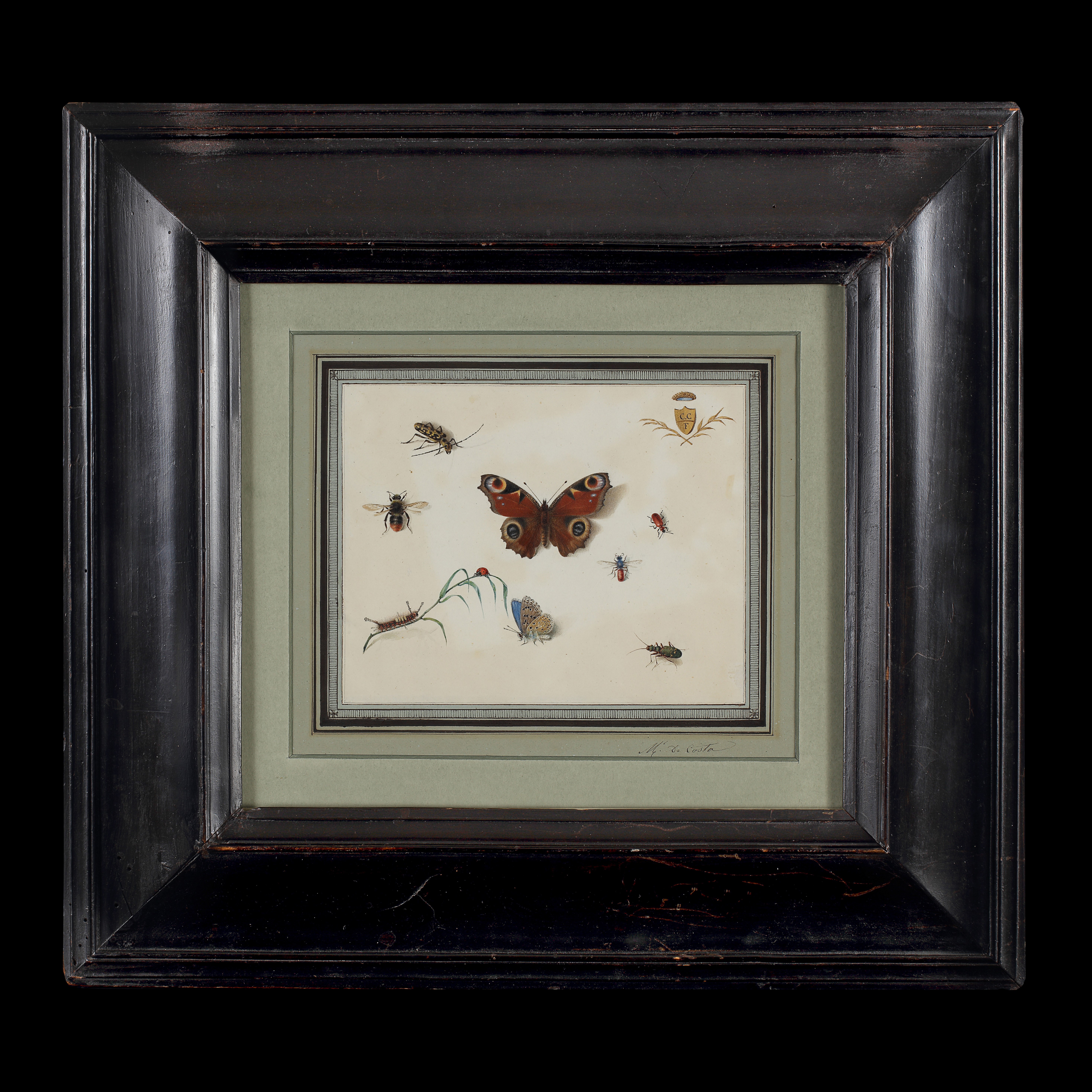 Studies of Various Insects